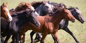 Trust-your-Horse Theoriekurs: 'Die Natur des Pferdes'